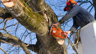 A TREE SURGEON TRIMS TREES USING A CHAIN SAW AND A BUCKET TRUCK
